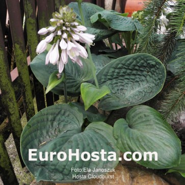 Hosta Cloudburst - Eurohosta