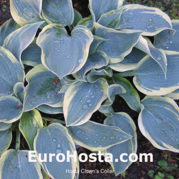 Hosta Plum Pudding