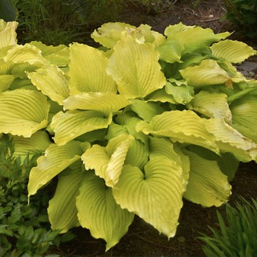 Hosta Plum Pudding