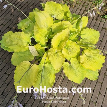 Hosta Cold Heart - Eurohosta