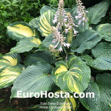 Hosta Plum Pudding