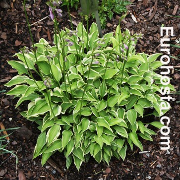 Hosta Lakeside Swan Pon