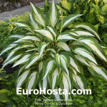 Hosta Plum Pudding