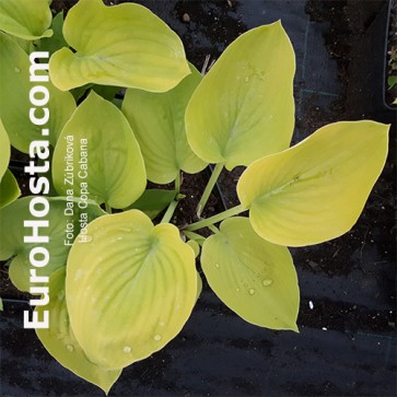 Hosta Plum Pudding