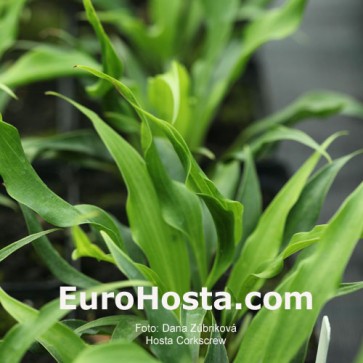 Hosta Corkscrew - Eurohosta