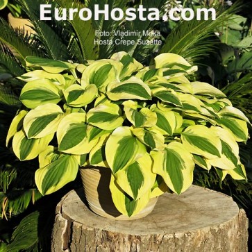 Hosta Plum Pudding