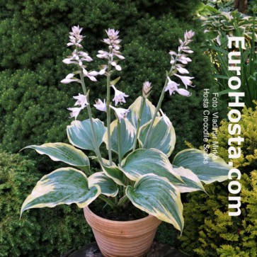 Hosta Crocodile Socks - Eurohosta