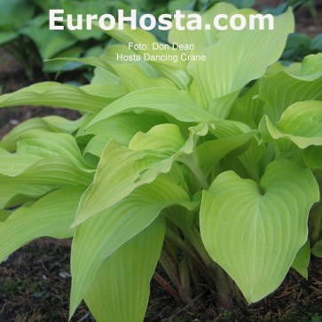 Hosta Dancing Crane | EUROHOSTA