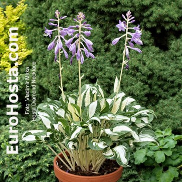 Hosta Diamond Necklace - Eurohosta