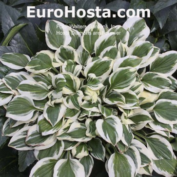 Hosta Ben Vernooij - Eurohosta