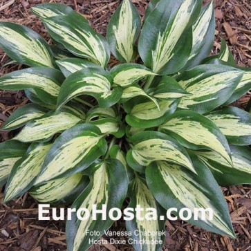 Hosta Plum Pudding