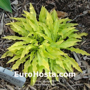 Hosta Dragon Tails