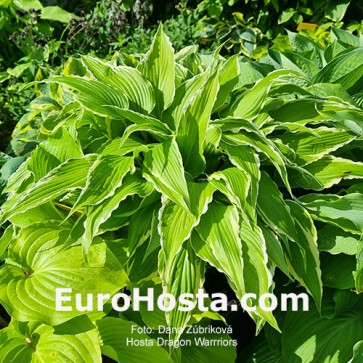Hosta Plum Pudding