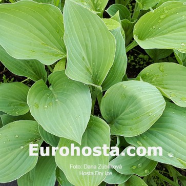 Hosta Plum Pudding