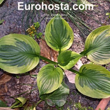 Hosta China Girl