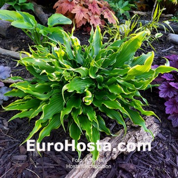 Hosta Electrocution - Eurohosta