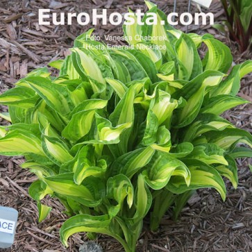 Hosta Ben Vernooij - Eurohosta