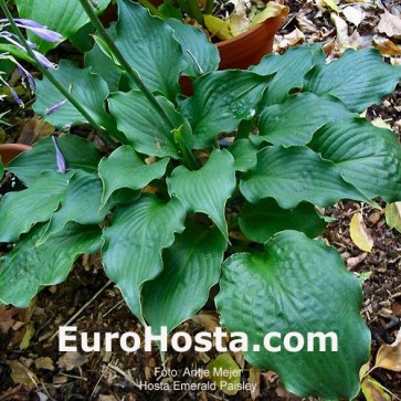 Hosta Plum Pudding