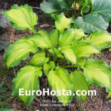 Hosta Emerald Ruff Cut - Eurohosta