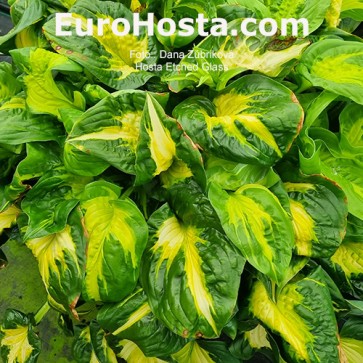 Hosta Ben Vernooij - Eurohosta