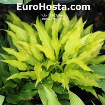 Hosta Fairy Dust