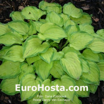 Hosta Faithful Heart