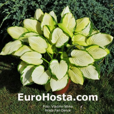 Hosta Plum Pudding