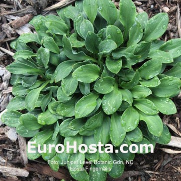 Hosta Fingernails | EUROHOSTA