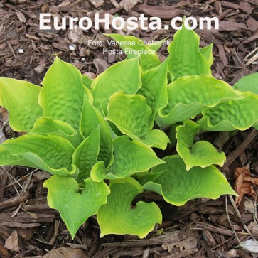 Hosta Plum Pudding