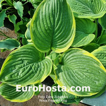 Hosta Plum Pudding