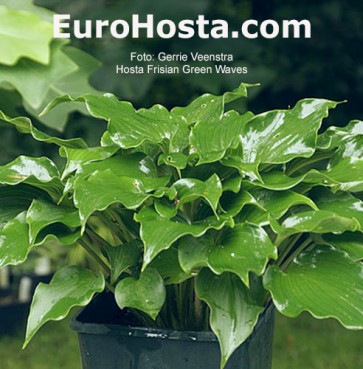 Frisian Green Waves 