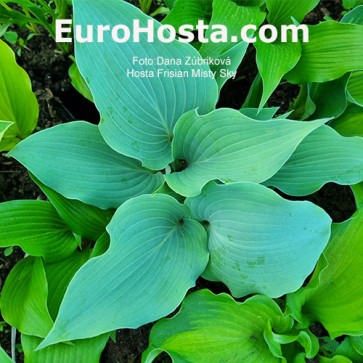 Hosta Frisian Misty Sky