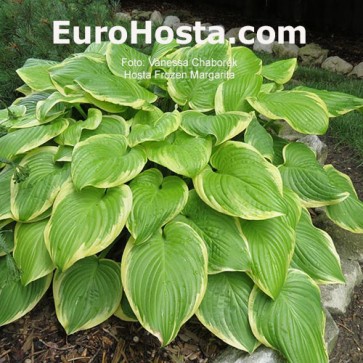 Hosta Frozen Margarita - Eurohosta 