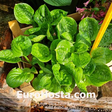 Hosta Fruit Cup