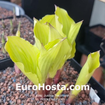 Hosta Fruit Punch