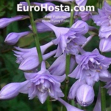 Hosta Plum Pudding