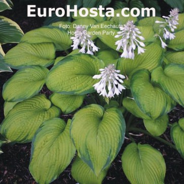 Hosta Plum Pudding