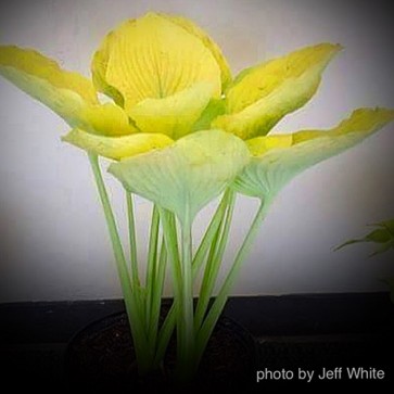 Giantland Elegance