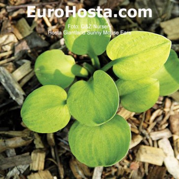 Hosta Giantland Sunny Mouse Ears