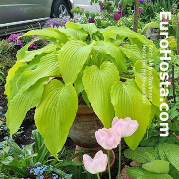 Hosta Gilt by Association - Eurohosta