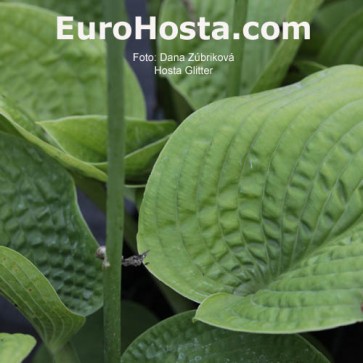 Hosta Plum Pudding