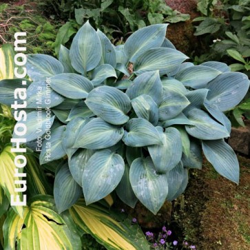 Hosta Plum Pudding