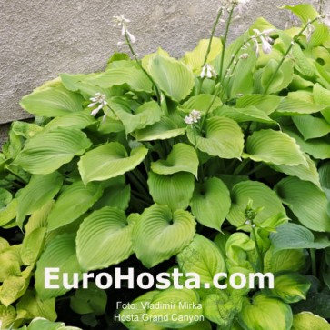 Hosta Plum Pudding