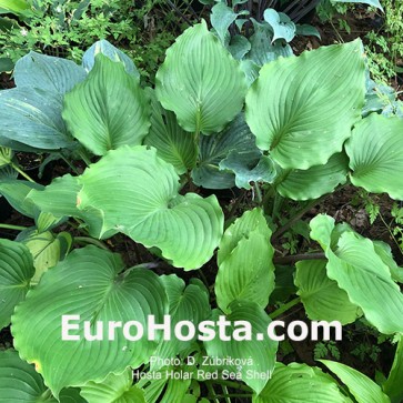 Hosta Holar Red Sea Shell