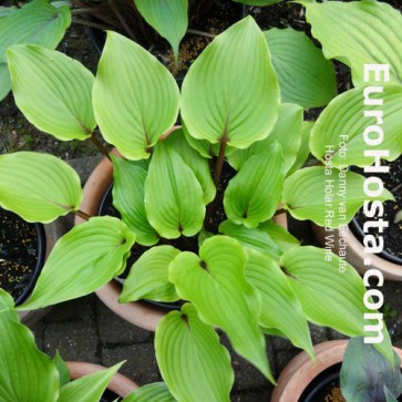 Hosta Holar Red Wine