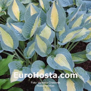 Hosta Plum Pudding