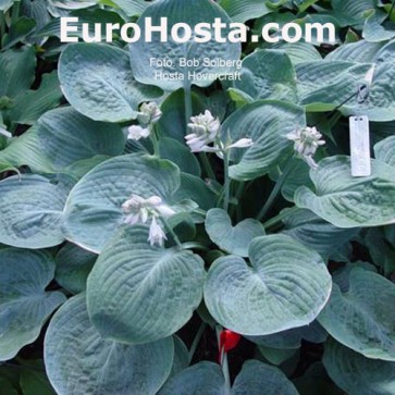 Hosta Hovercraft