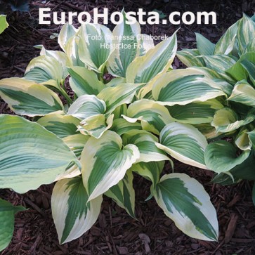 Hosta Ice Follies - Eurohosta