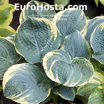 Hosta Plum Pudding