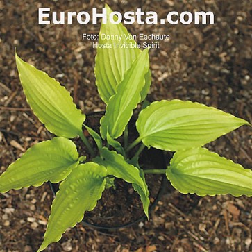 Hosta Invicible Spirit